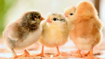 DOC Ayam Kampung Berkualitas