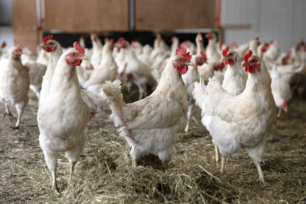 Kendala Peternakan Ayam Broiler
