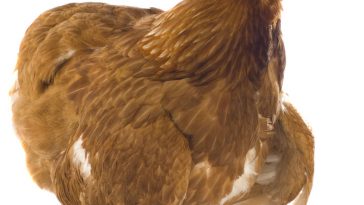 Nutrisi Ayam Layer