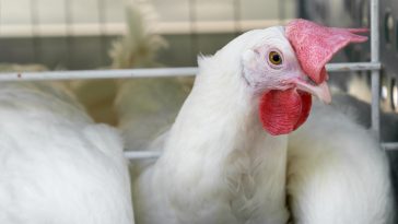 Nutrisi Pakan Ayam Broiler