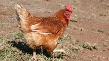 Pemeliharaan Ayam