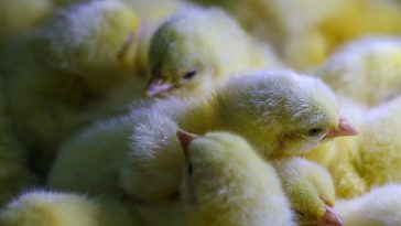 Penyakit DOC Ayam Broiler