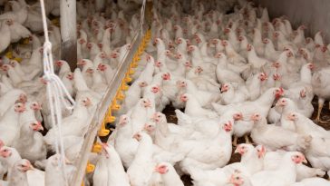 Syarat Membuat Kandang Ayam