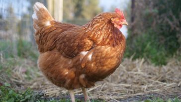 5 Manajemen Pemeliharaan Ayam