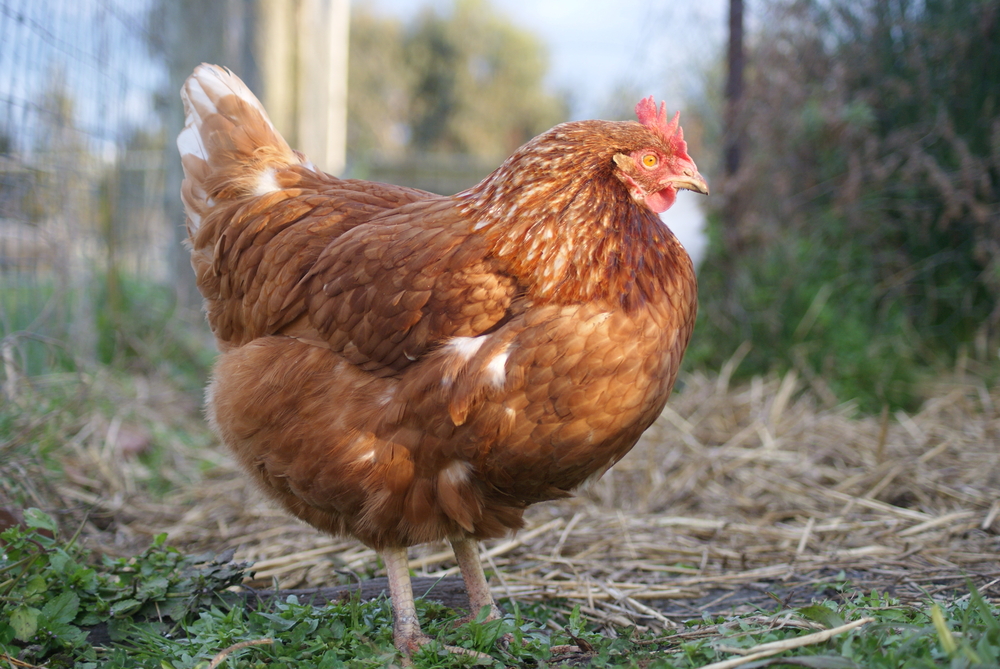 5 Manajemen Pemeliharaan Ayam