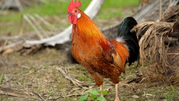 Ayam Layer Jago
