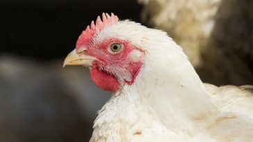 Manajemen Kandang Ayam Broiler