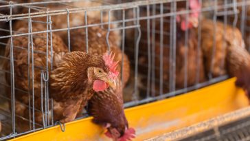 Cara Manajemen Pemeliharaan Ayam