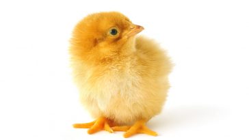Tips Menghasilkan DOC Ayam