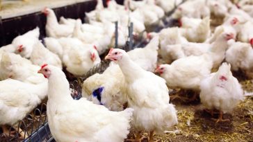 jenis pakan ayam broilers