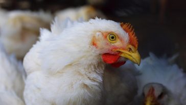 Budidaya Ayam Broiler Mengalami Kerugian