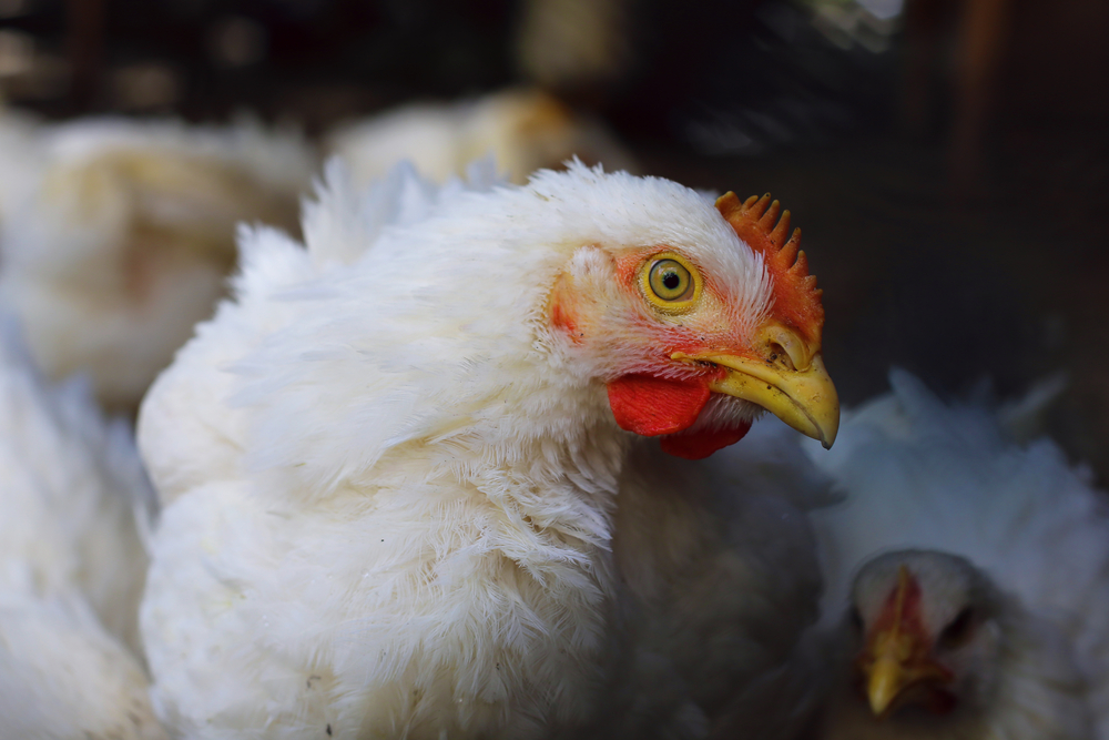 Budidaya Ayam Broiler Mengalami Kerugian