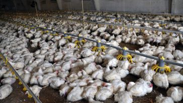 Cara Ternak Ayam Potong