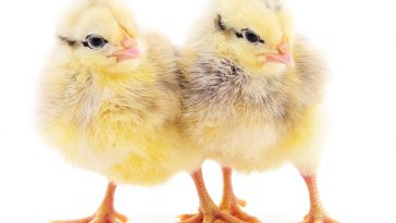 DOC Ayam Dehidrasi