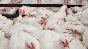 Kelebihan Daging Ayam Broiler