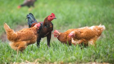 Berternak Ayam Kampung