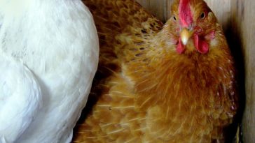 Kelebihan Ternak Ayam Layer