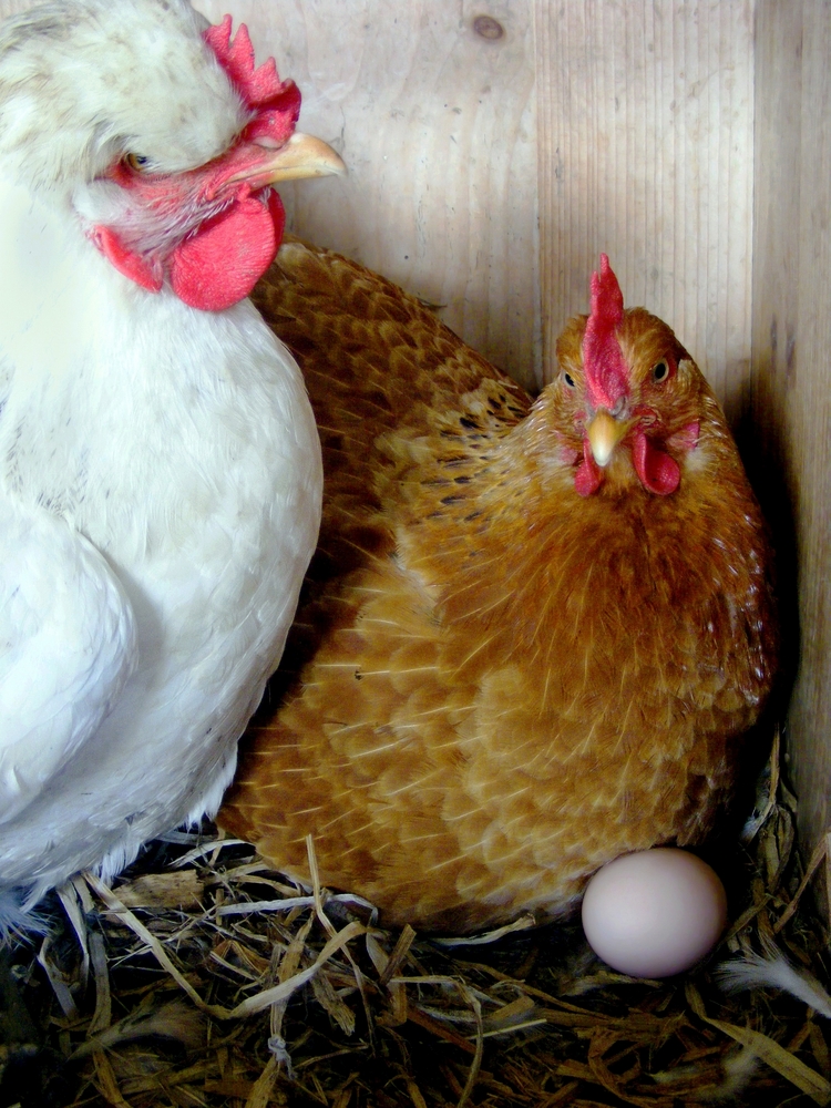 Kelebihan Ternak Ayam Layer