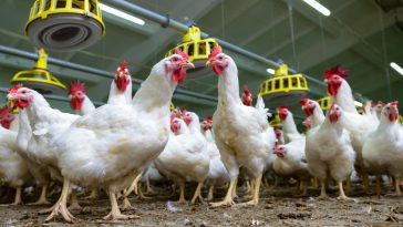 Analisa Ternak Ayam Petelur
