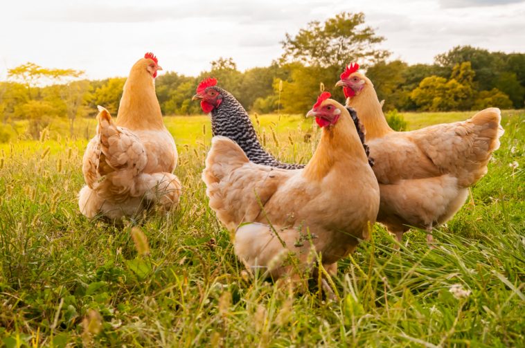 Manajemen Pemeliharaan Ayam Petelur