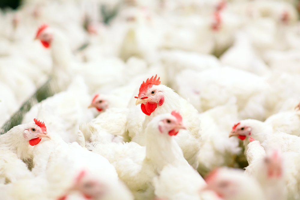Pencegahan Penyakit Ayam Broiler