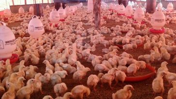 cara ternak ayam potong cepat panen