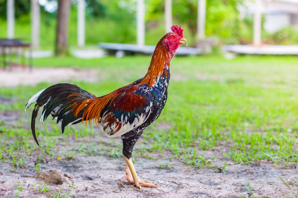 4 Pakan Ternak Ayam Bangkok Aduan Paling Bagus
