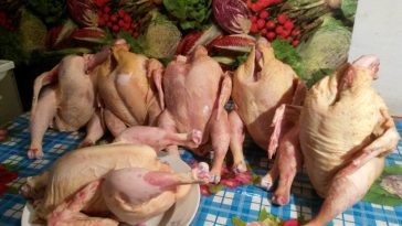 standarisasi karkas ayam