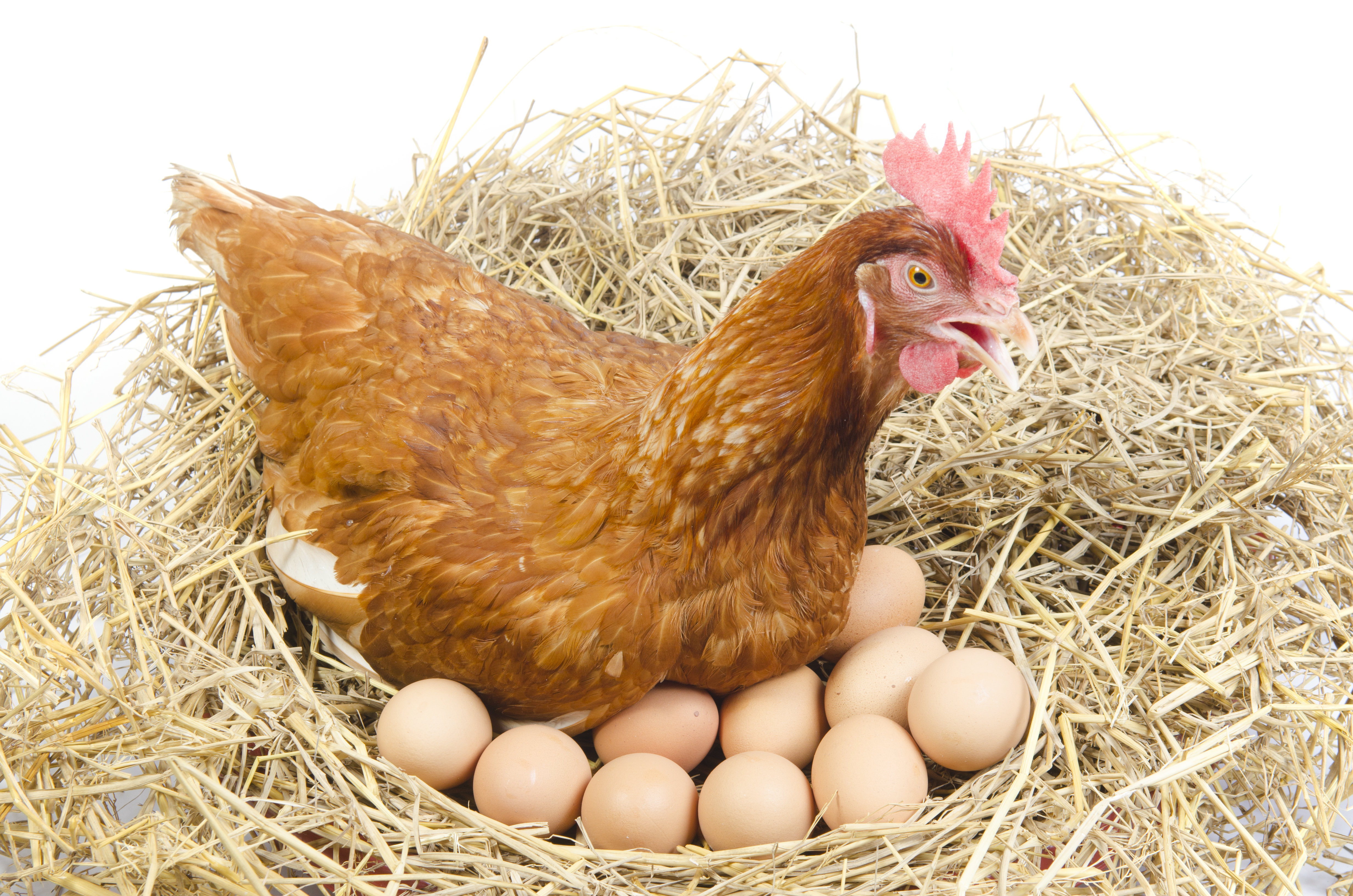 5 Hambatan Ternak Ayam  Petelur  100 Ekor dan Cara Mengatasinya