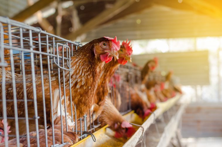 Ini Dia 6 Keuntungan  Ternak Ayam  Potong yang Patut Anda Tahu 