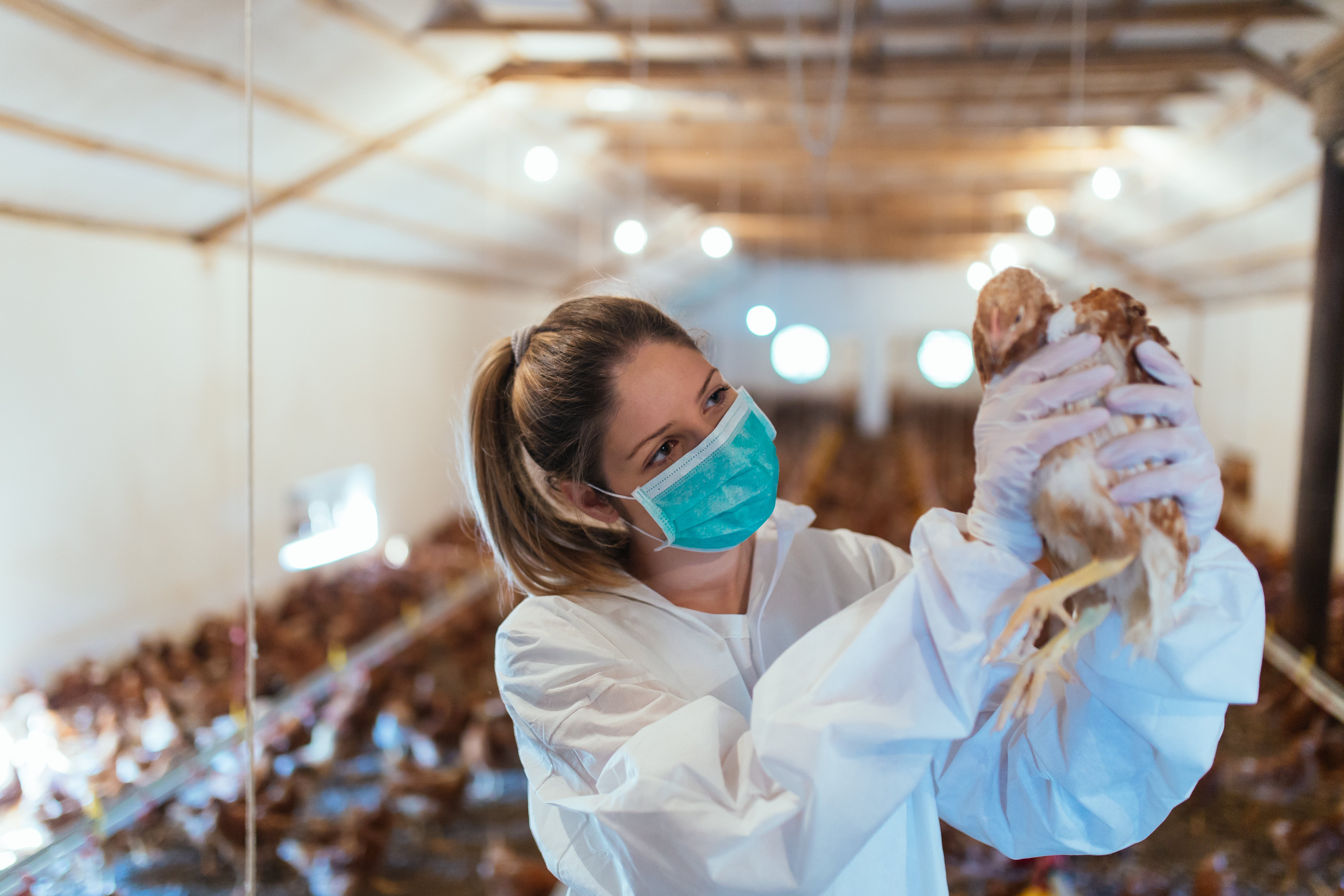 6 Cara Ternak Ayam Tanpa Bau dan Kotor yang Jarang Diketahui