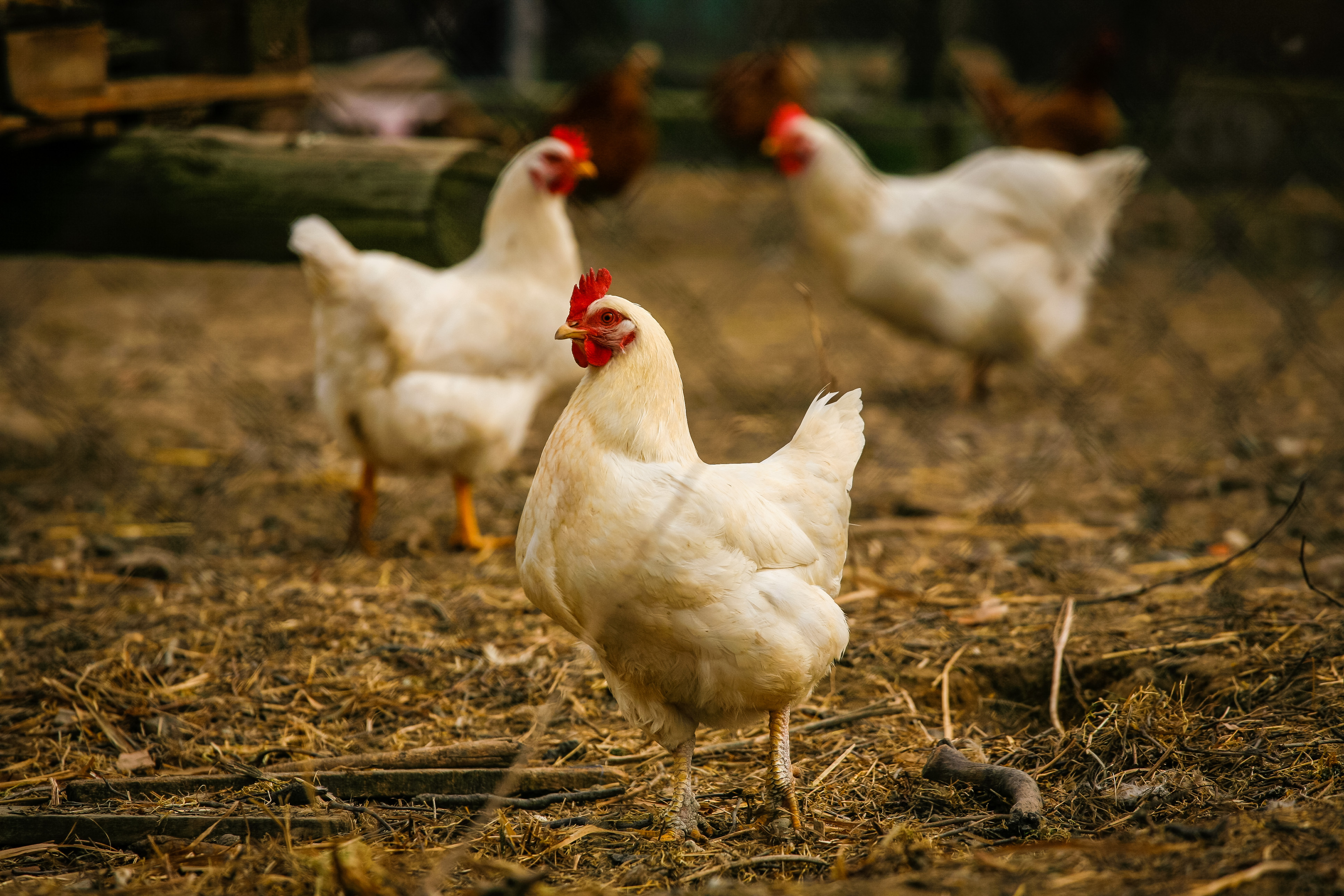 Cara Efektif Ternak Ayam  Broiler di Halaman Sempit